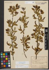 Foto von Salix triandra subsp. amygdalina (L.) Schübl. & G. Martens